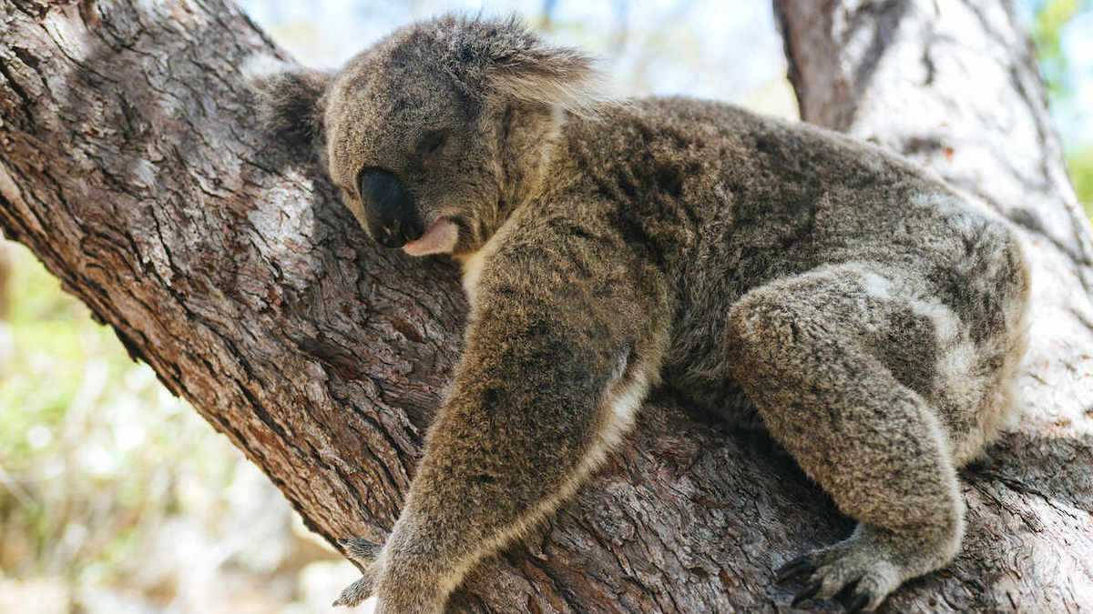 Snoozing your way to success