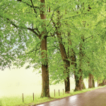 Holiday season: How to avoid an online shopping scams