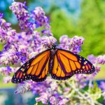 Four Tyler ISD Schools Named 2025 Texas Honor Roll Star Schools